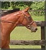 Peanut the Standardbred Horse