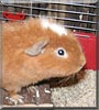 Hugo the Guinea Pig