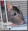 Nocho the Fancy Rat