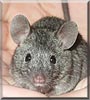 Remy the Fancy Mouse