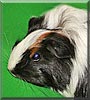 Nici the Guinea Pig