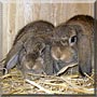Serafina, Lilli the Lop Rabbit