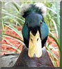 Elfert the Crested Rouen Duck