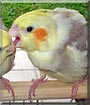 Calopsita the Cockatiel