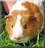 Bryn the Guinea Pig