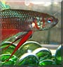 Sami the Betta fish