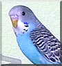 Lewis the Budgie