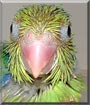 Junior the Pacific Parrotlet