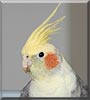 Cha Cha the Cockatiel