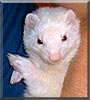 Jinx the Marshall Ferret