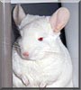 Tami the Chinchilla