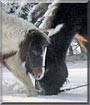Pip, Daisy the Horse, Pony
