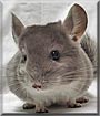 Scooter the Chinchilla