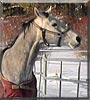 Bailey the Quarter Horse