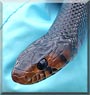 Grendel the Eastern Indigo Snake