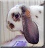 Lucky the French Lop Rabbit