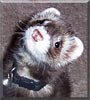 Bandit the Ferret