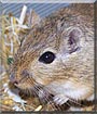 Maxi the Gerbil