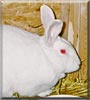 Uncle Buck the New Zealand rabbit
