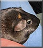 Tess the Guinea Pig
