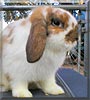 Paprika the Holland lop