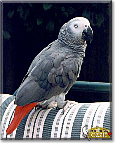 Ozzie, the Pet of the Day Ozzie, the Pet of the Day