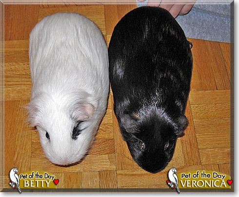 Betty, Veronica, the Pet of the Day Betty, Veronica, the Pet of the Day