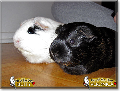 Betty, Veronica, the Pet of the Day Betty, Veronica, the Pet of the Day