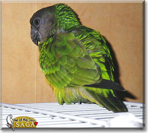 Saga, the Pet of the Day Saga, the Pet of the Day