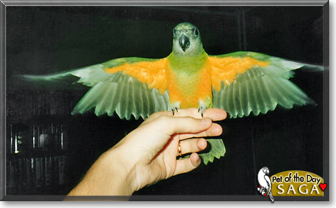 Saga, the Pet of the Day Saga, the Pet of the Day