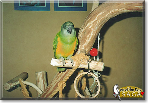 Saga, the Pet of the Day Saga, the Pet of the Day