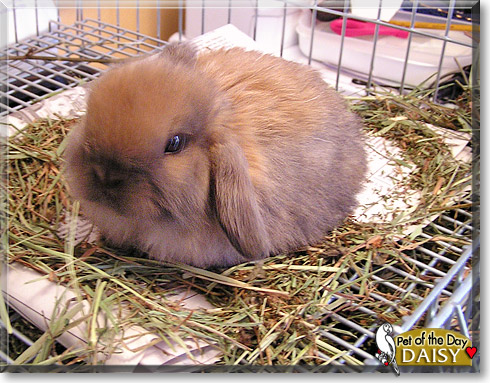 Daisy, the Pet of the Day Daisy, the Pet of the Day