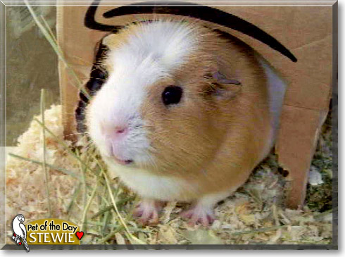 Stewie, the Pet of the Day Stewie, the Pet of the Day