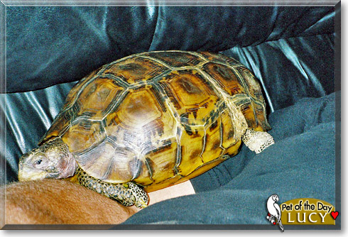 Lucy, the Pet of the Day