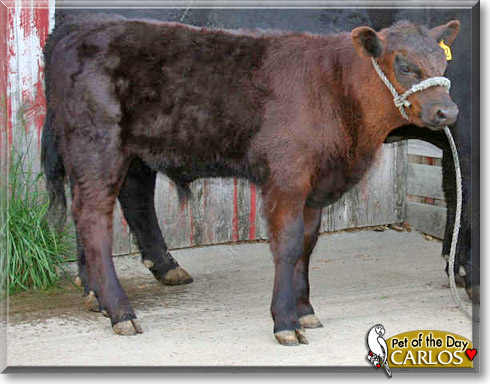 Carlos, the Pet of the Day