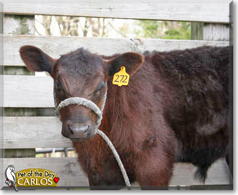 Carlos, the Pet of the Day