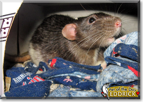 Eddrick, the Pet of the Day Eddrick, the Pet of the Day