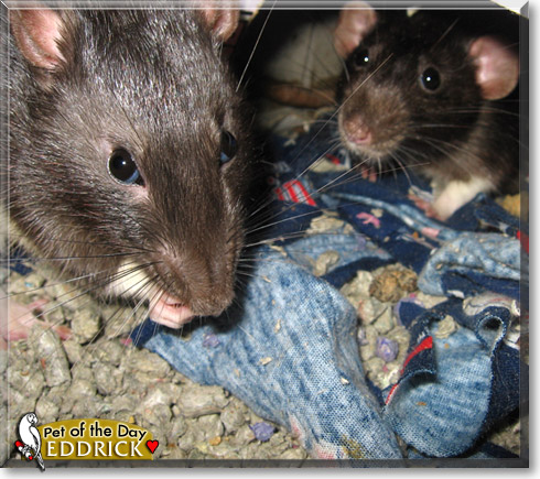 Eddrick, the Pet of the Day Eddrick, the Pet of the Day