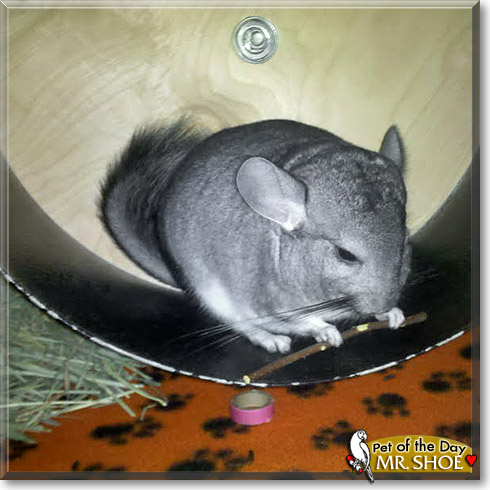 Mr. Shoe, the Pet of the Day Mr. Shoe, the Pet of the Day