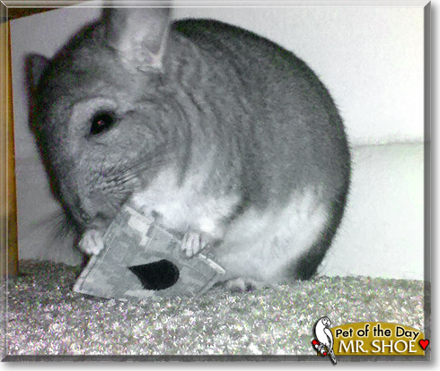Mr. Shoe, the Pet of the Day Mr. Shoe, the Pet of the Day