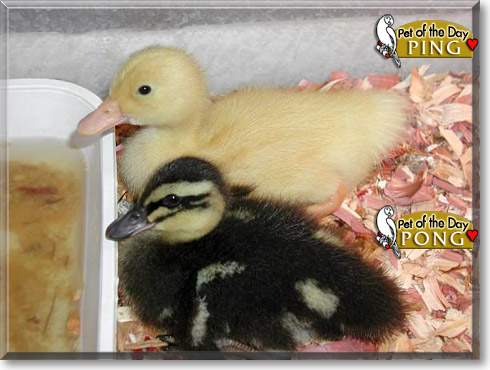 Ping, Pong, the Pet of the Day Ping, Pong, the Pet of the Day