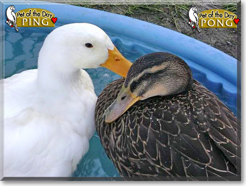 Ping, Pong, the Pet of the Day Ping, Pong, the Pet of the Day