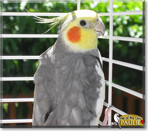 Paulie, the Pet of the Day Paulie, the Pet of the Day