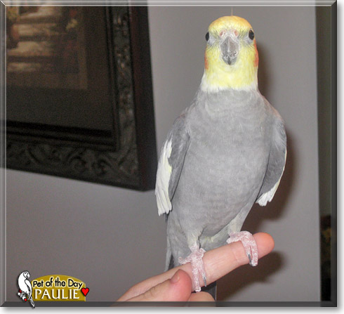 Paulie, the Pet of the Day Paulie, the Pet of the Day