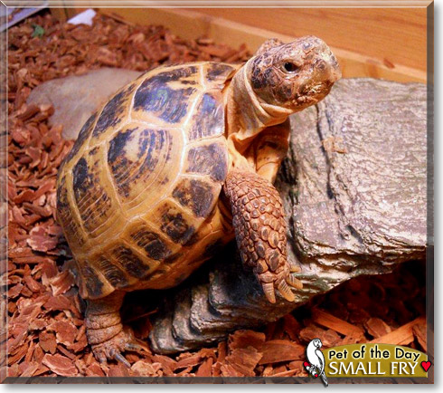 Small Fry, the Pet of the Day