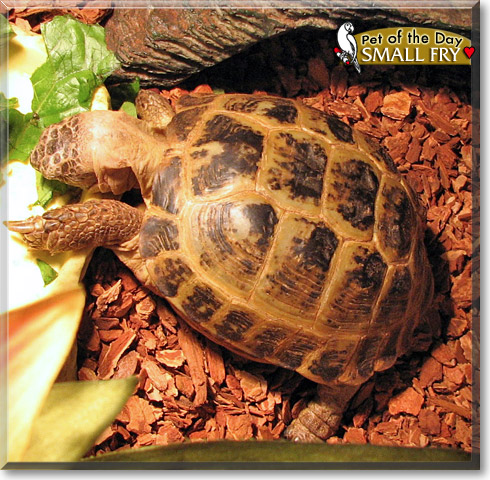 Small Fry, the Pet of the Day