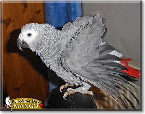 Mango, the Pet of the Day Mango, the Pet of the Day