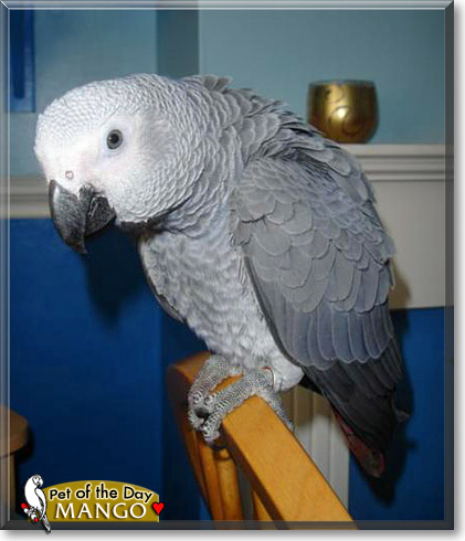 Mango, the Pet of the Day Mango, the Pet of the Day