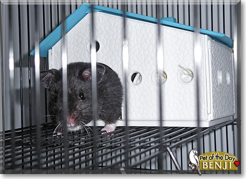 Benji, the Pet of the Day Benji, the Pet of the Day