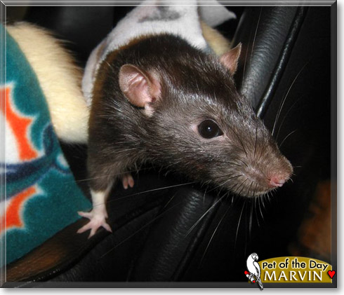 Marvin, the Pet of the Day